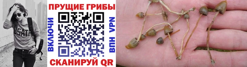 Галлюциногенные грибы прущие грибы  сайты даркнета какой сайт  Хилок 